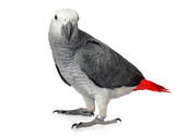 African Grey Parrot's are notorious for generating bird dust.